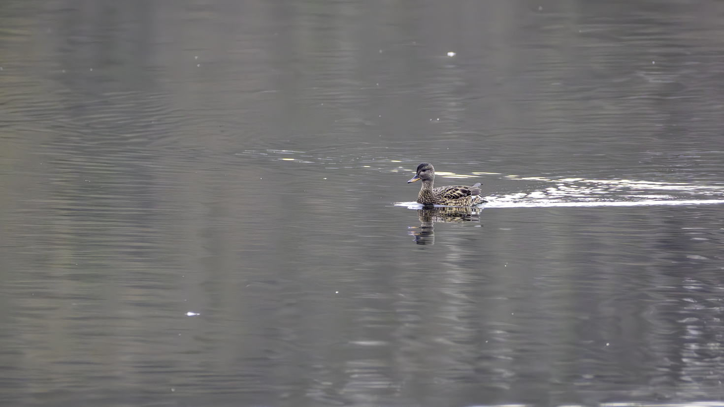 2025-12-FCa-024-Schnatterente Schnatterente als Wintergast bei uns im Rhein-Sieg-Kreis