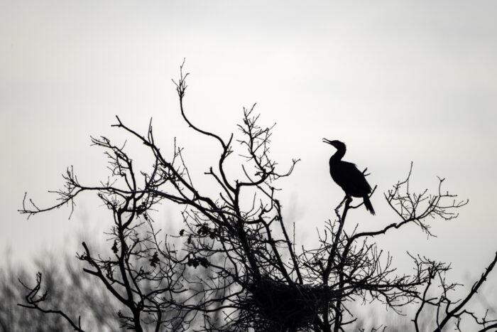 Kormoran im Gegenlicht