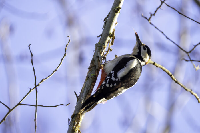 Herr Buntspecht streckt mir doch glatt die Zunge heraus ... Frechheit sowas