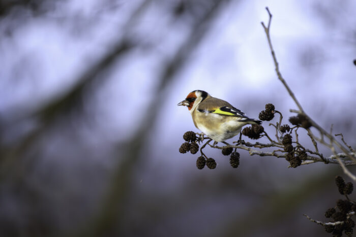 Stieglitz (Distelfink)