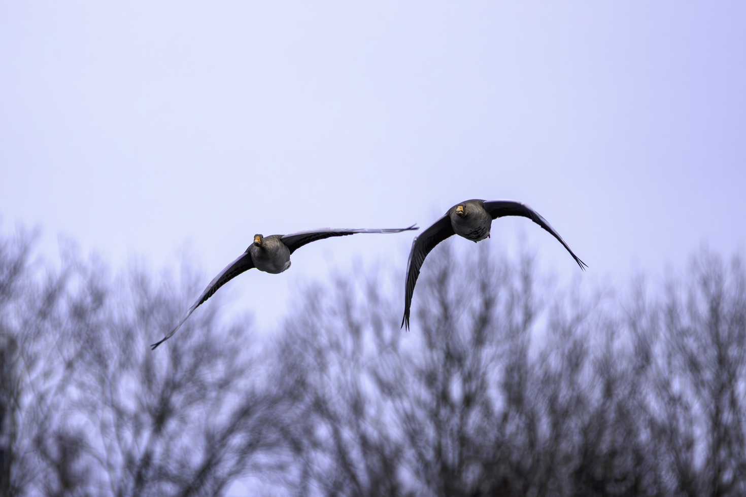2026-01-FCa-016-Graugaense Graugänse