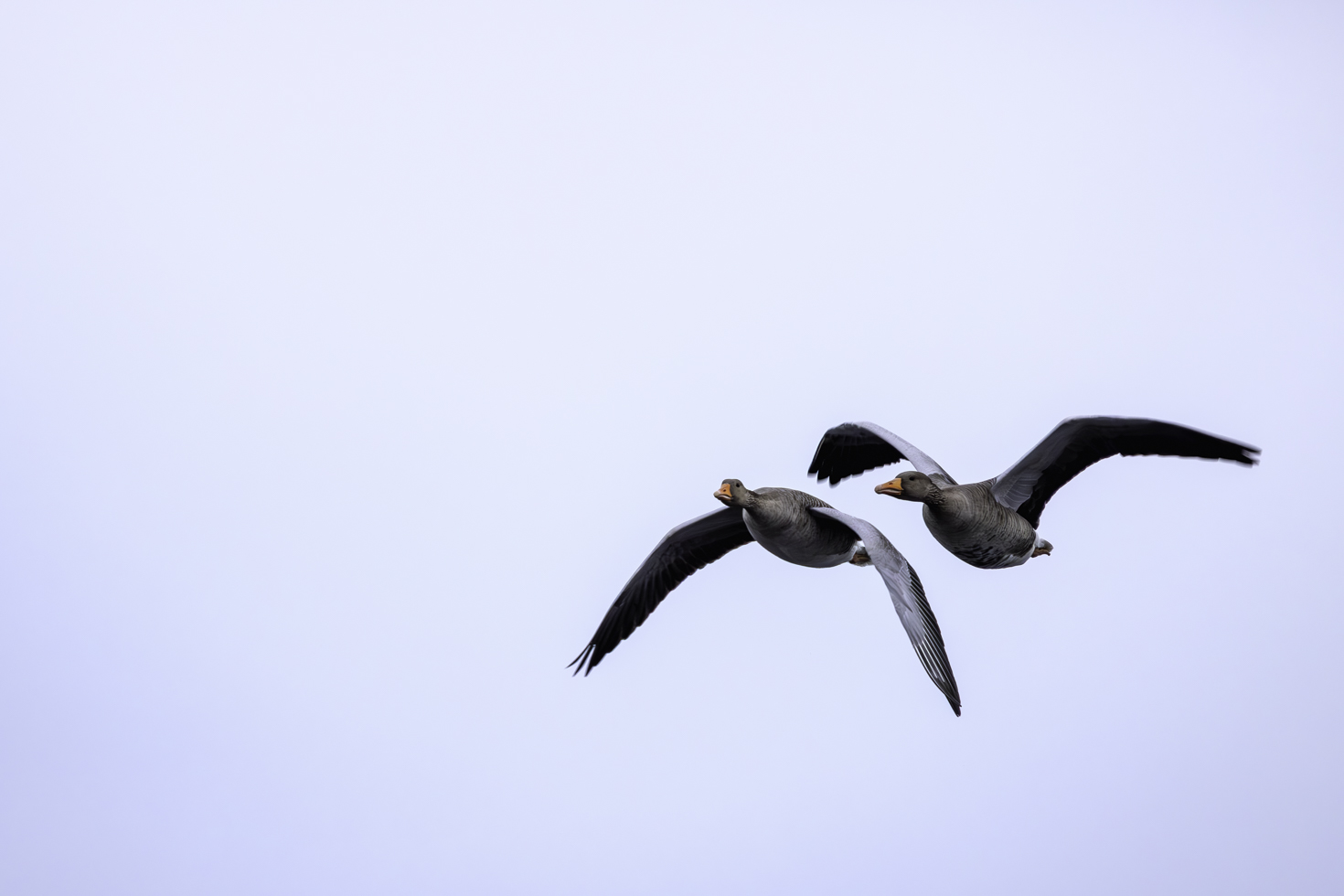 2026-01-FCa-017-Graugaense Graugänse