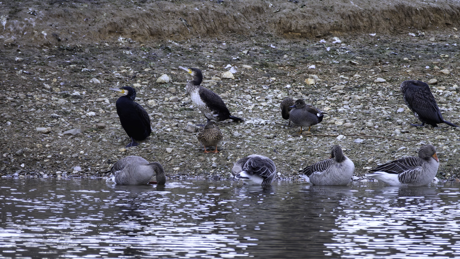 2026-01-FCa-018-Graugaense-Kormorane-Schnatterenten Graugänse, Kormorane und Schnatterenten