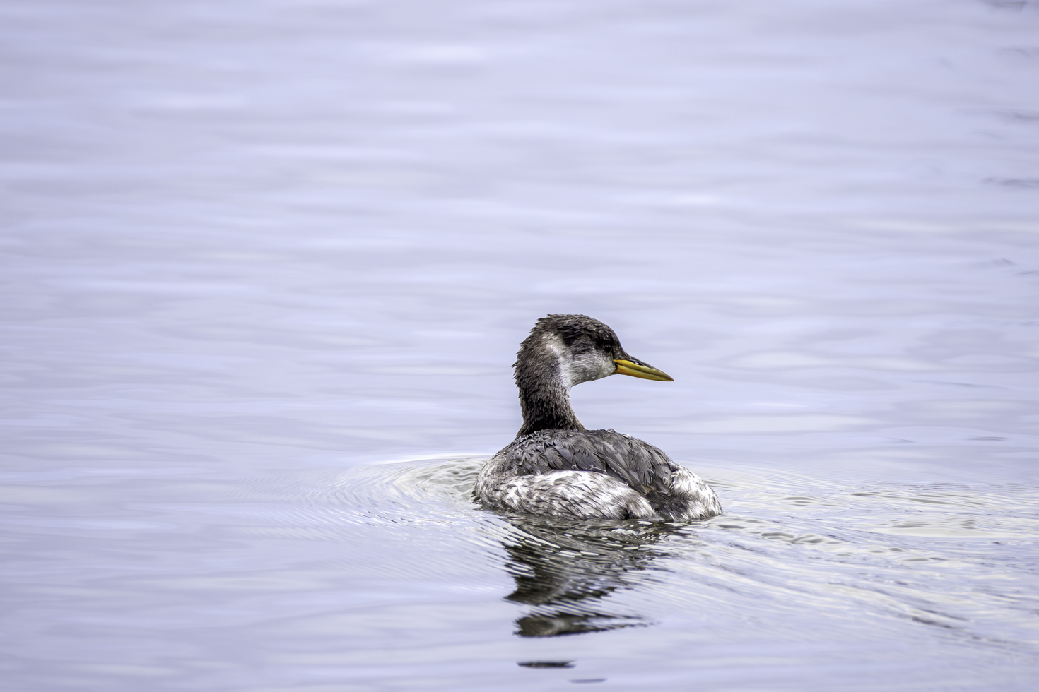 2026-01-FCa-020-Rothalstaucher Rothalstaucher im Schlichtkleid