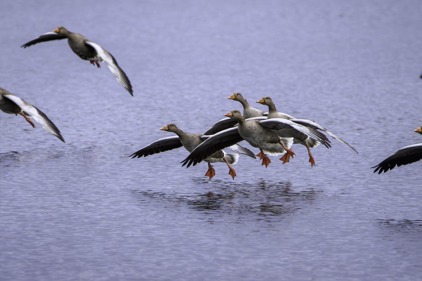 2026-01-FCa-021-Graugaense Graugänse