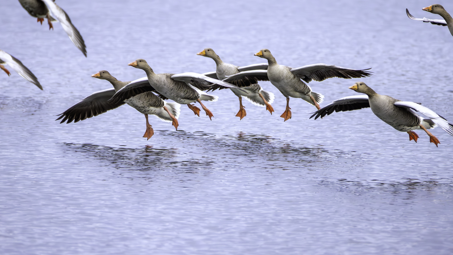 2026-01-FCa-022-Graugaense Graugänse