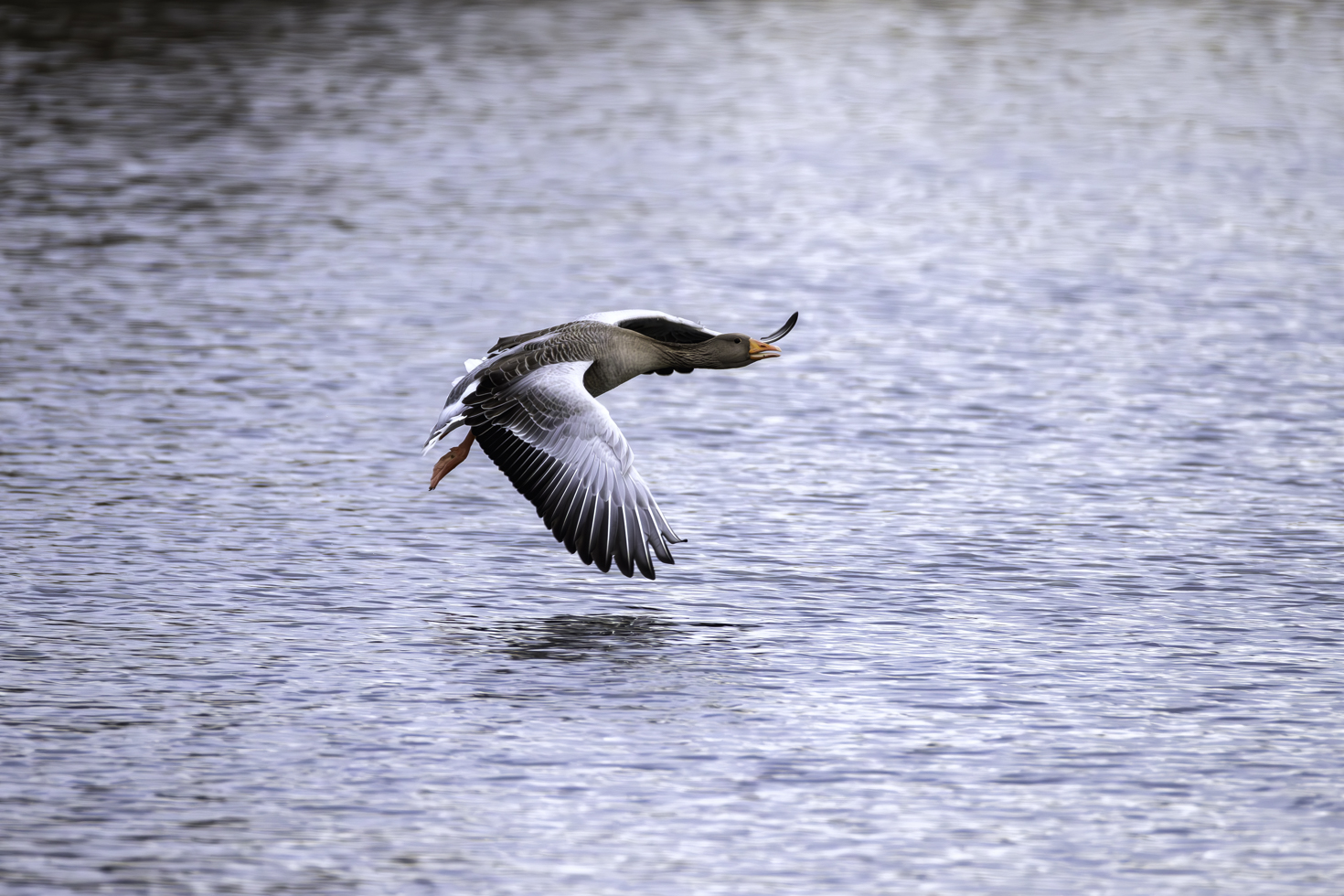 2026-01-FCa-024-Graugans Graugans