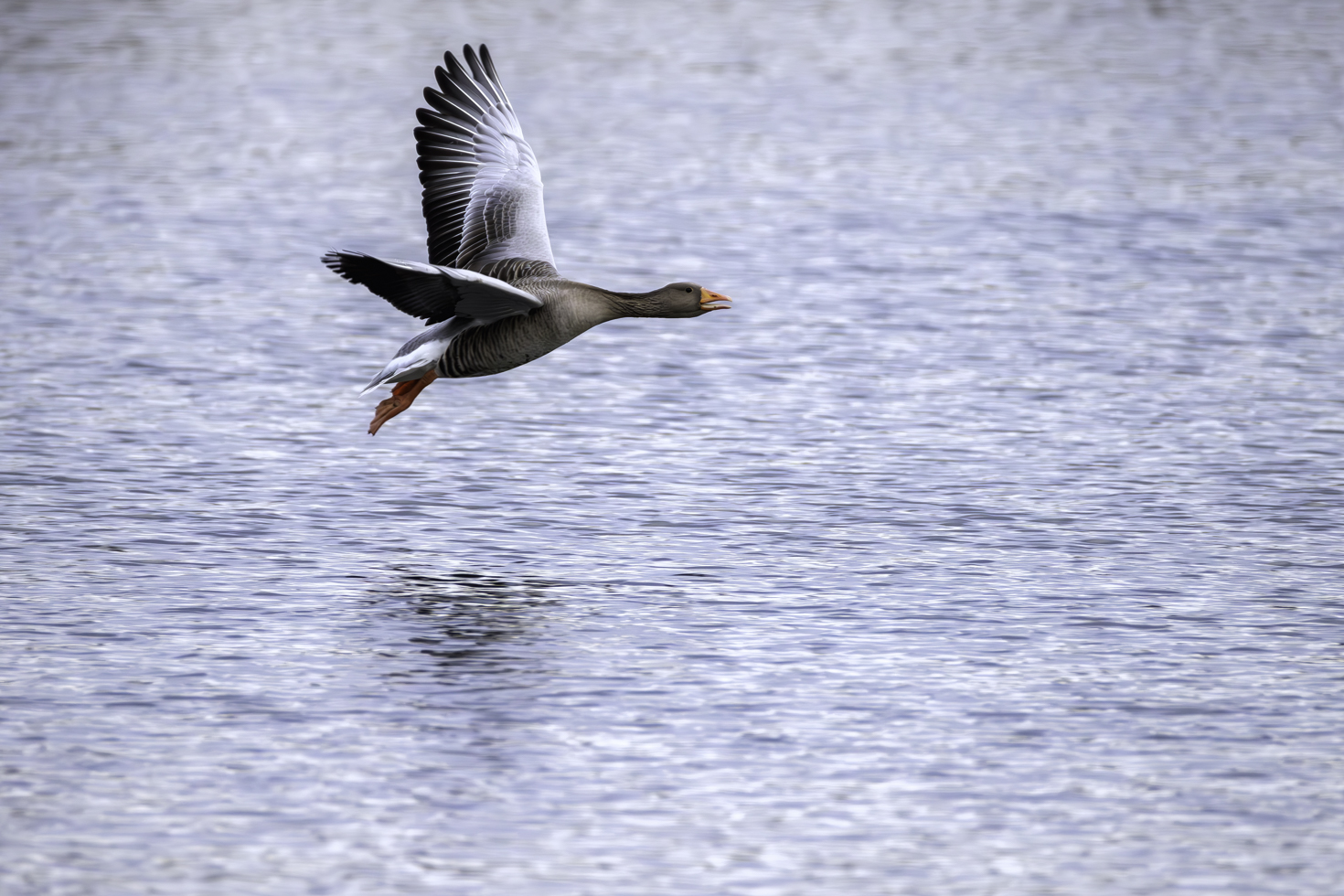 2026-01-FCa-025-Graugans Graugans