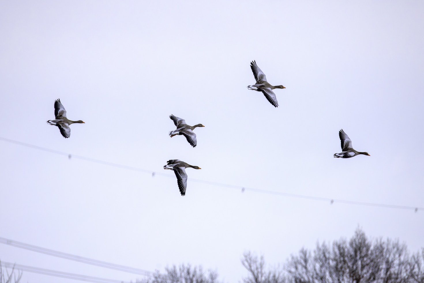 2026-01-FCa-027-Graugaense Graugänse