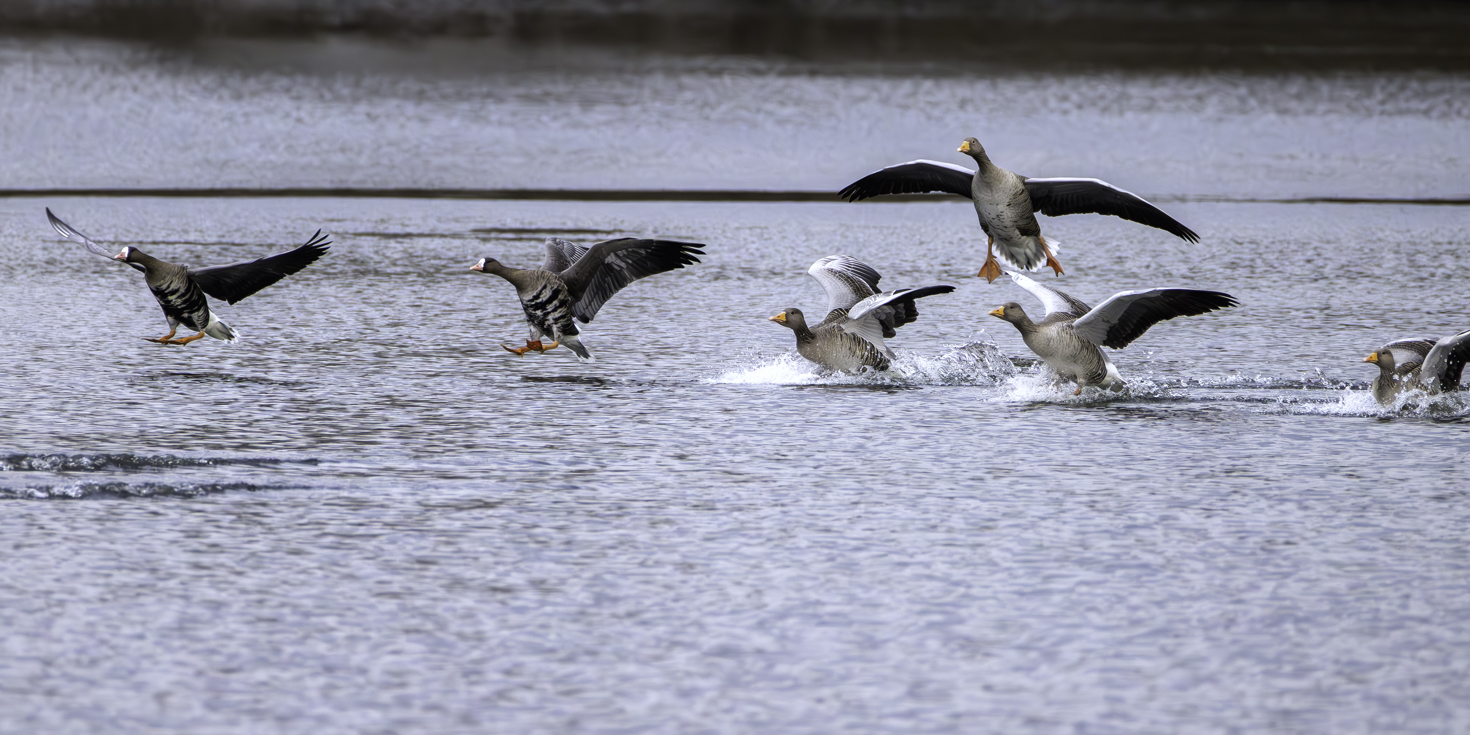 2026-01-FCa-028-Blaessgaense-Graugaense 2 Blässgänse und 4 Graugänse