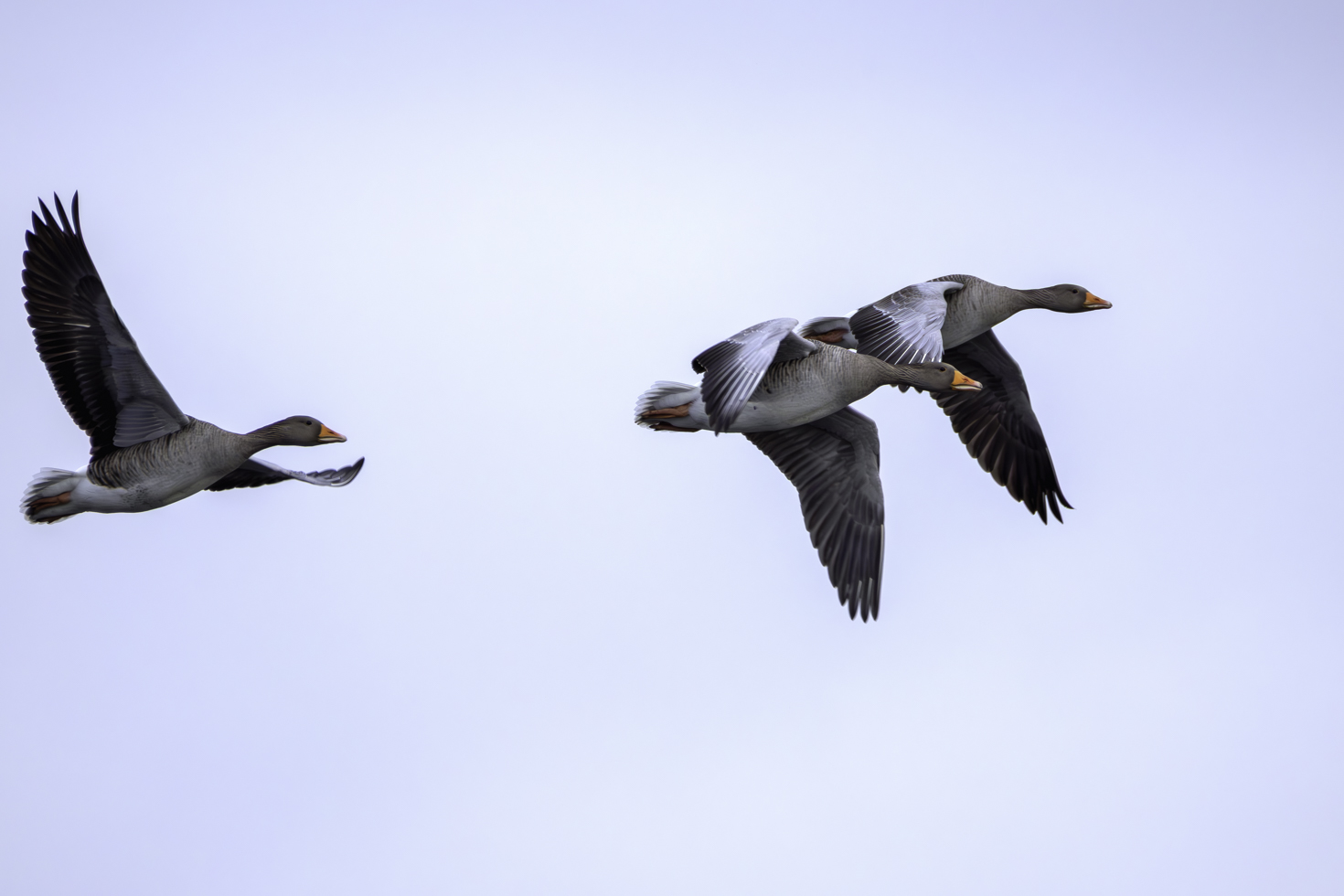 2026-01-FCa-029-Graugaense Graugänse