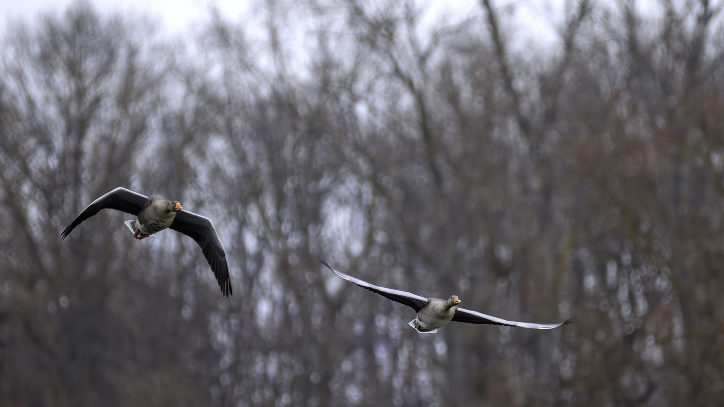 2026-01-FCa-030-Graugaense Graugänse