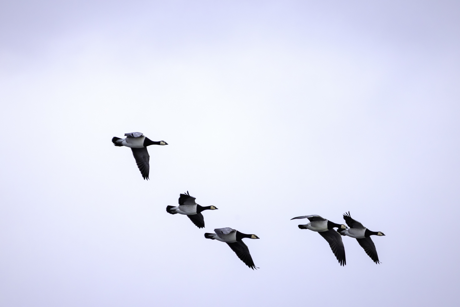 2026-01-FCa-031-Weisswangengaense-Nonnengaense Weißwangengänse (Nonnengänse)