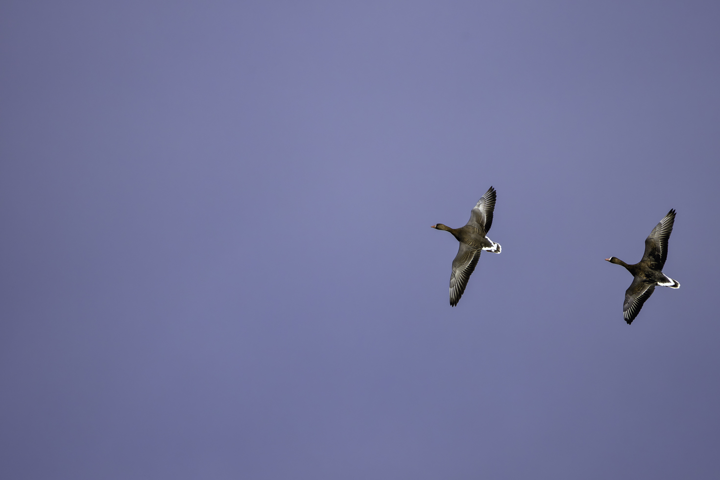 2026-01-FCa-033-Blaessgaense Blässgänse