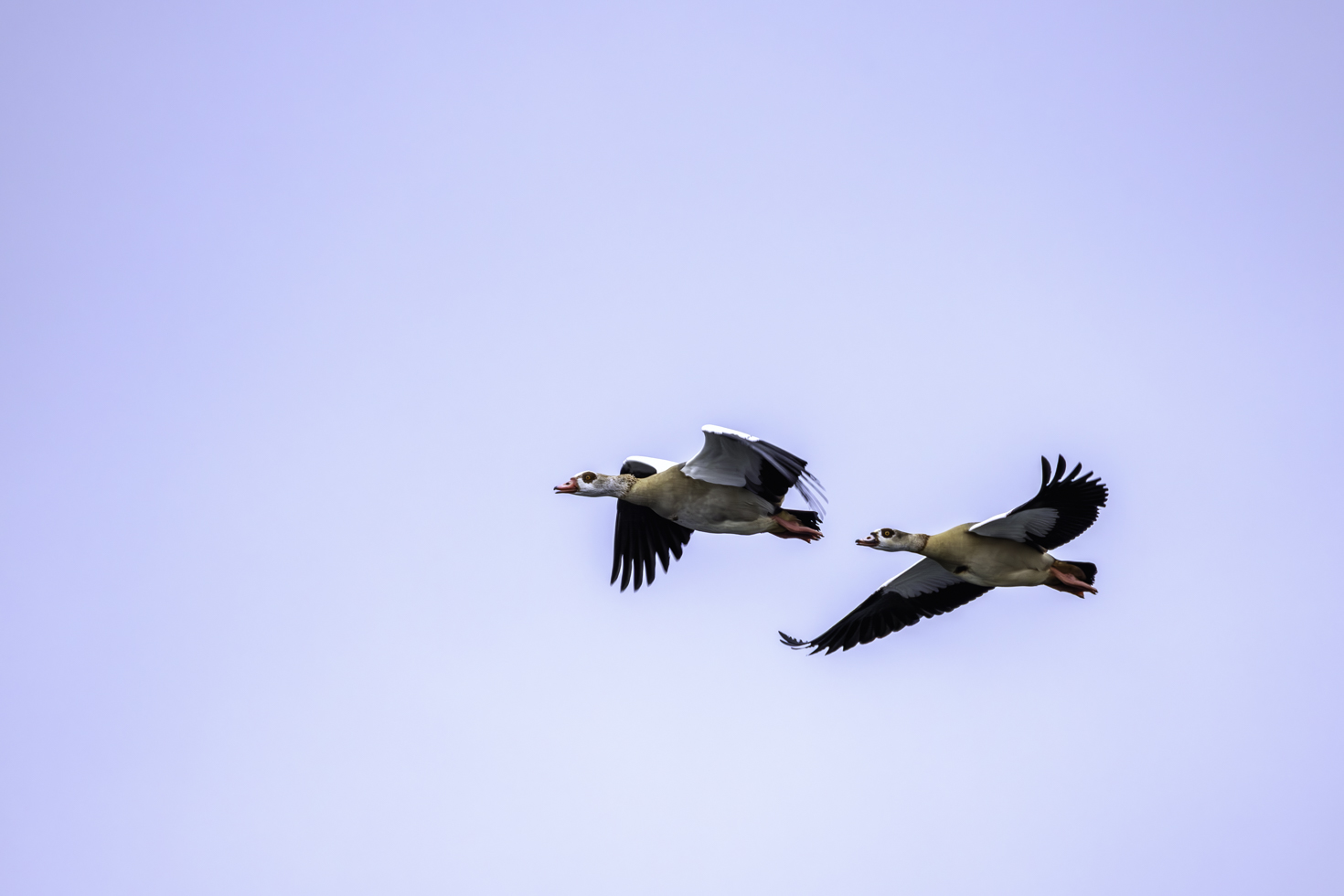 2026-01-FCa-034-Nilgaense Nilgänse