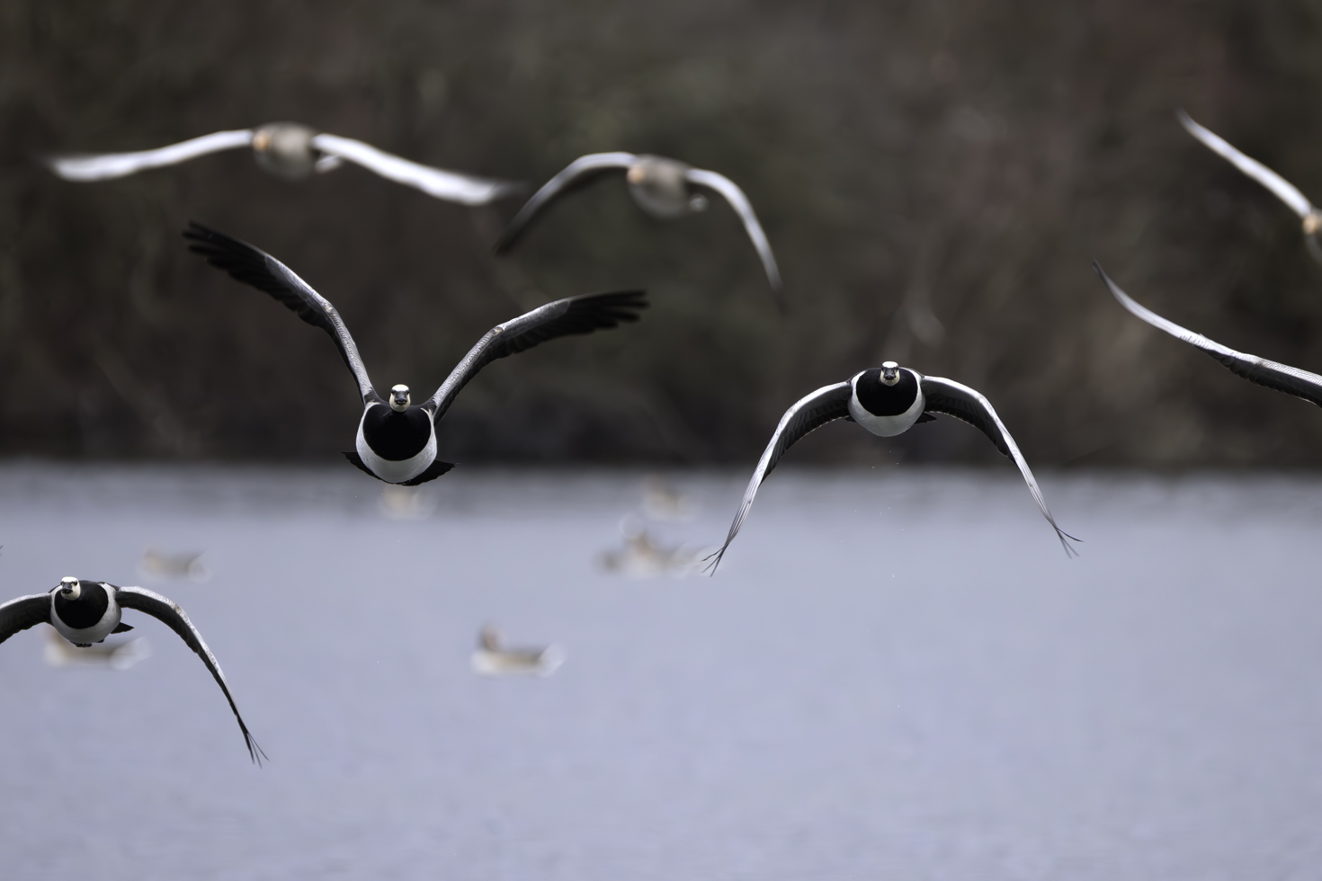 2026-01-FCa-035-Weisswangengaense-Nonnengaense Weißwangengänse (Nonnengänse)
