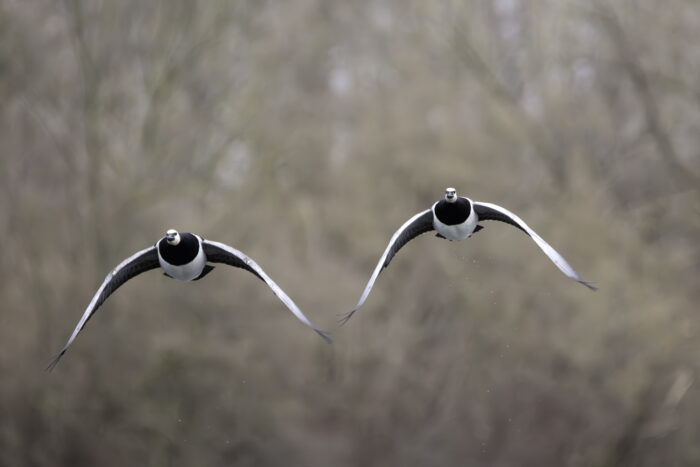 Weißwangengänse (Nonnengänse)