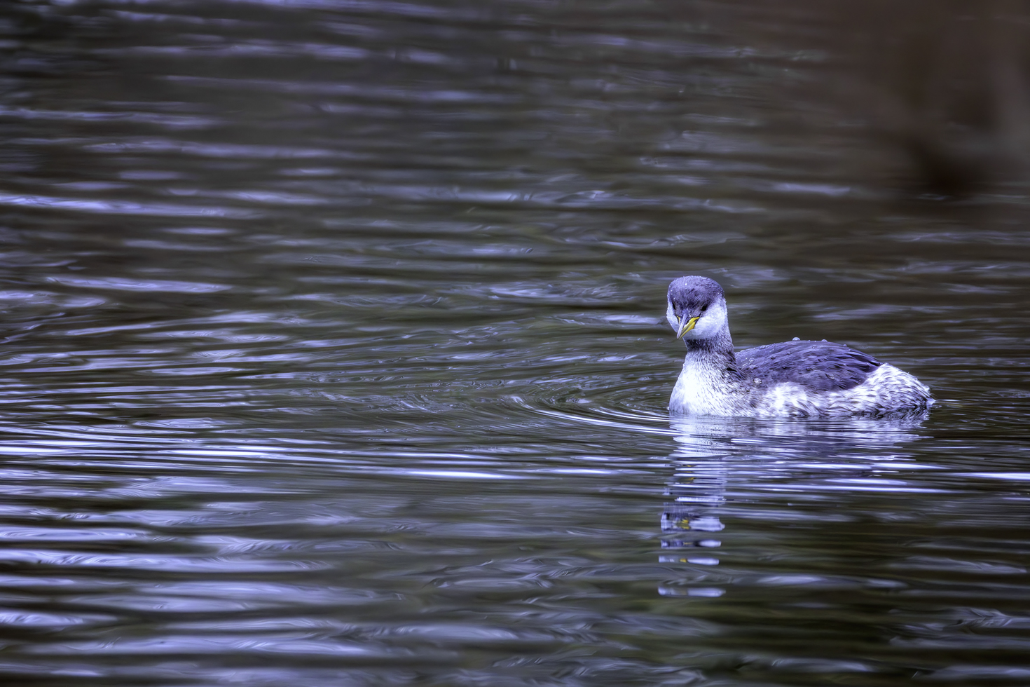 2026-01-FCa-037-Rothalstaucher Rothalstaucher im Schlichtkleid