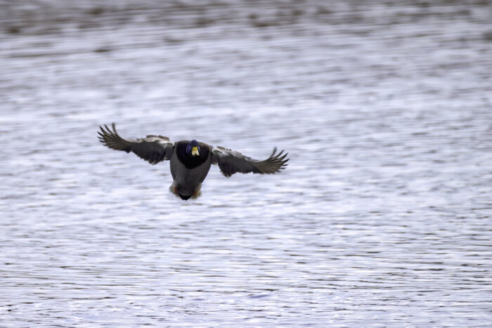 Männliche Stockente im Landeanflug
