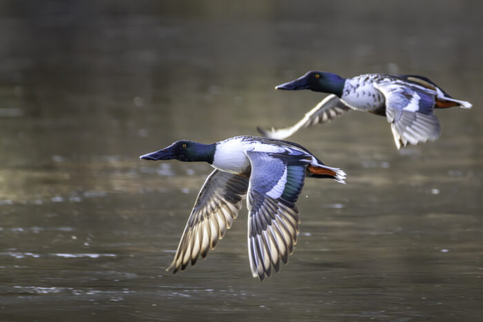 Löffelenten - männlich