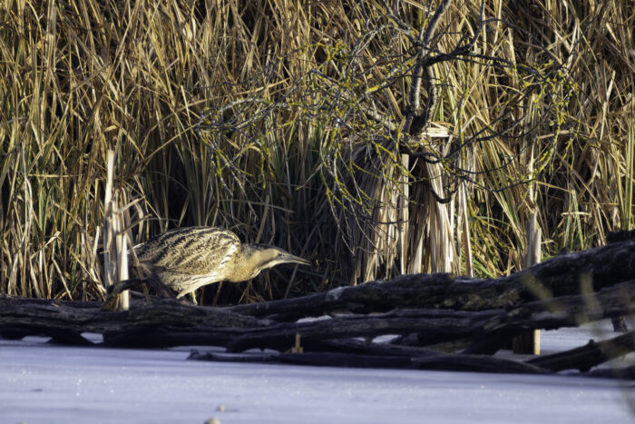Die Rohrdommel ist ein seltener Wintergast in der Eifel