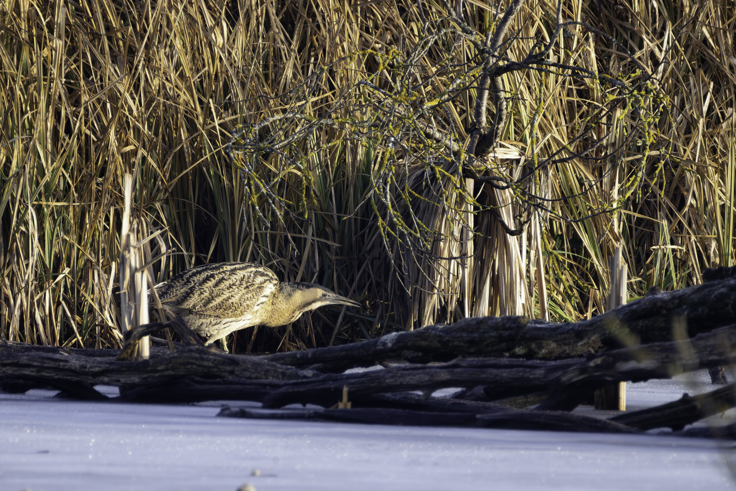 Die Rohrdommel ist ein seltener Wintergast in der Eifel