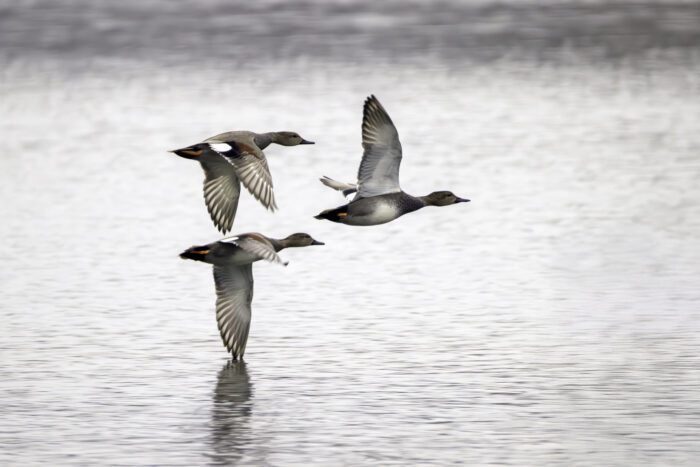 Schnatterenten - männlich