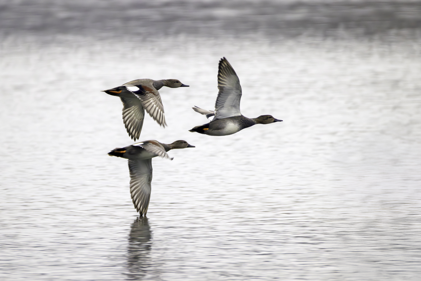 2026-01-FCa-110-Schnatterenten Schnatterenten - männlich
