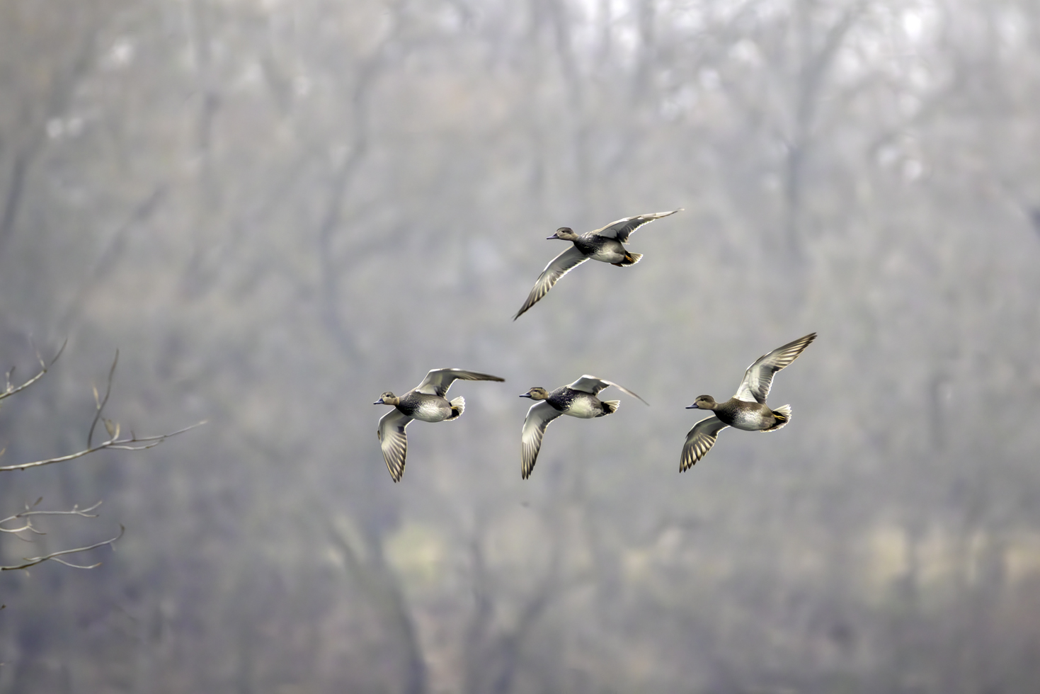 2026-01-FCa-114-Schnatterenten Schnatterenten