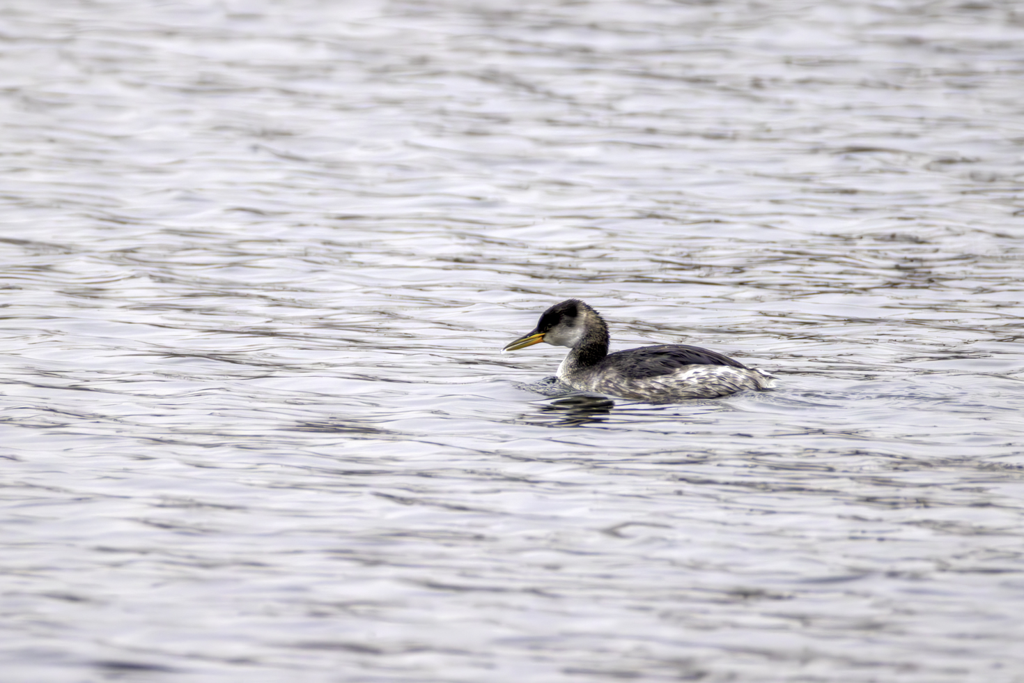 2026-01-FCa-115-Rothalstaucher-Schlichtkleid Rothalstaucher im Schlichtkleid