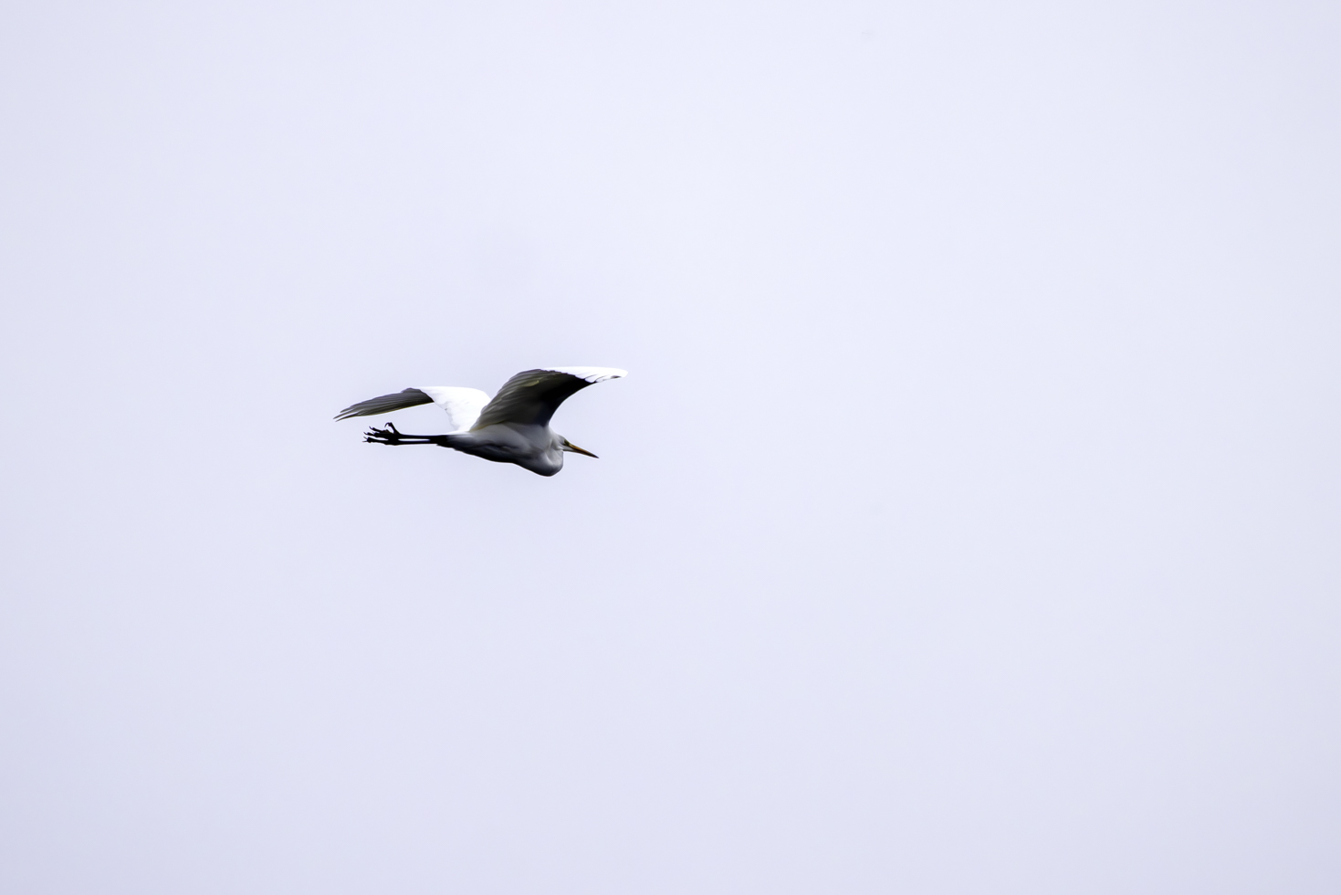 2026-01-FCa-117-Silberreiher Silberreiher