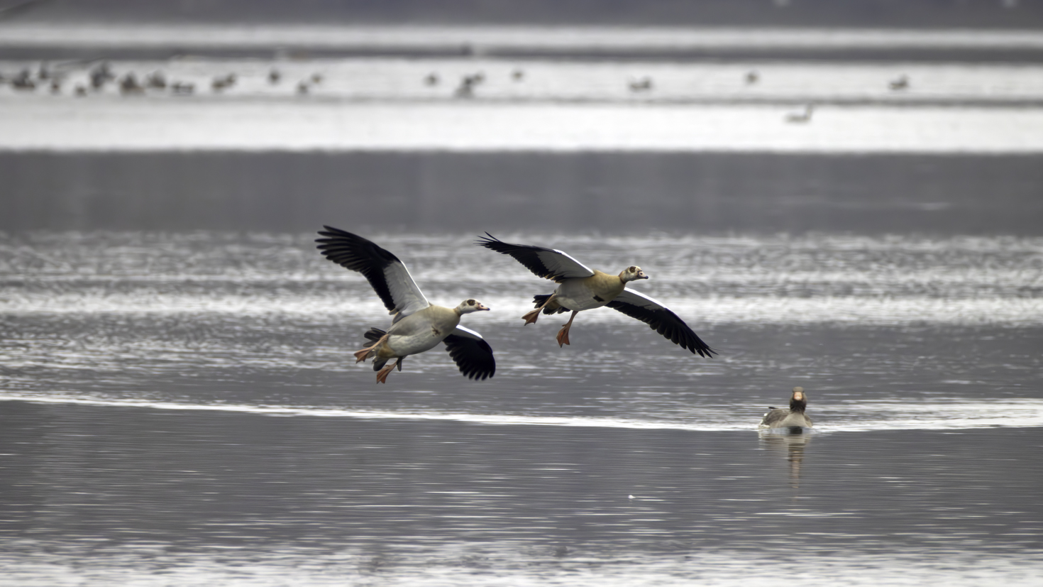 2026-01-FCa-118-Nilgaense Nilgänse im Landeanflug