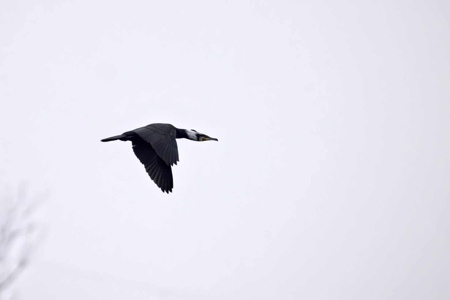 2026-01-FCa-119-Kormoran Kormoran schon im Prachtkleid