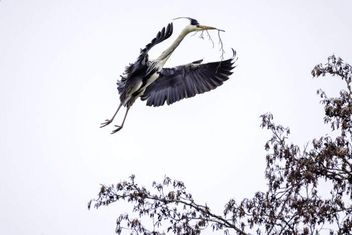 Die Graureiher sammeln schon fleißig Nistmaterial