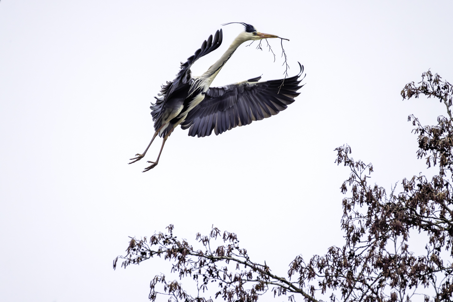 Die Graureiher sammeln schon fleißig Nistmaterial