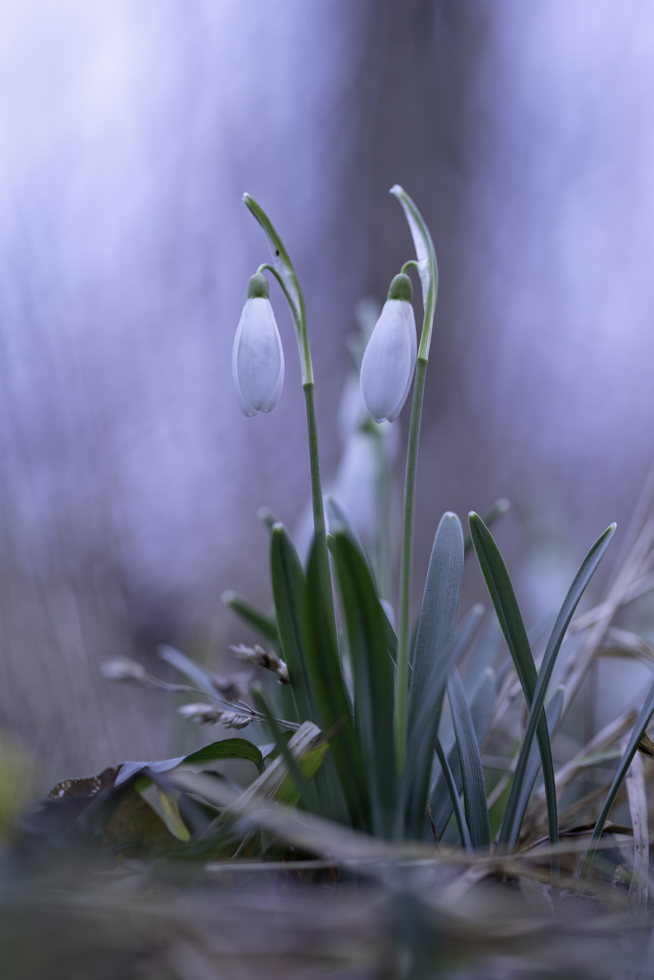 2026-02-FCa-037-Schneegloeckchen Schneeglöckchen