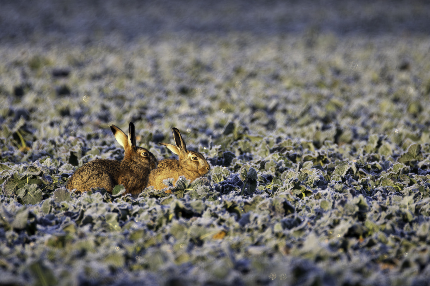 2026-02-FCa-040-Feldhasen Die Feldhasen lassen sich von der Morgensonne bescheinen.