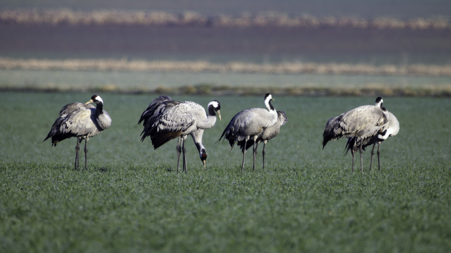 2026-02-FCa-041-Kraniche Kraniche bei einer kurzen Rast auf einem Feld. Sie ziehen bei ihren Reisen ins Sommer-/Winterquartier normalerweise einfach nur über unser Gebiet hinweg.