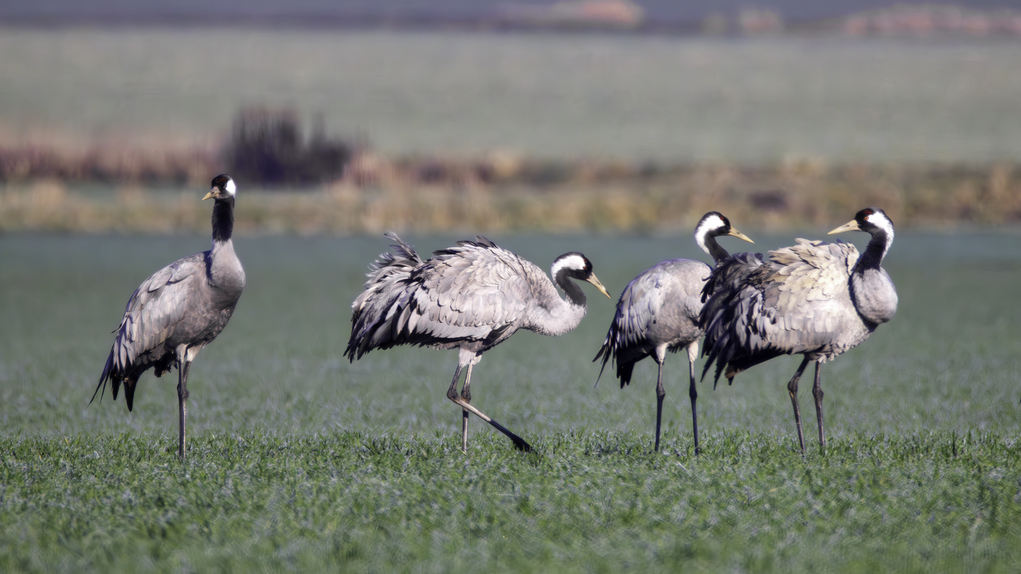 2026-02-FCa-042-Kraniche Kraniche bei einer kurzen Rast auf einem Feld. Sie ziehen bei ihren Reisen ins Sommer-/Winterquartier normalerweise einfach nur über unser Gebiet hinweg.