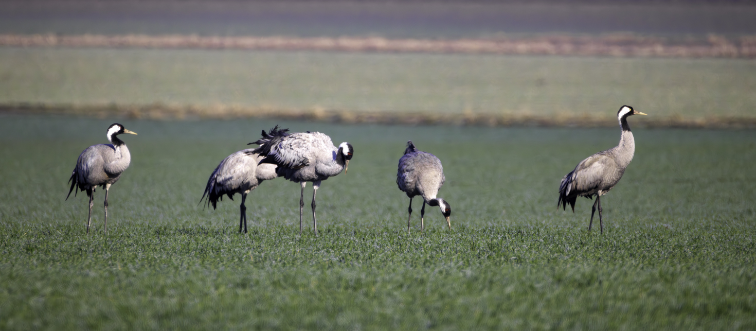 2026-02-FCa-043-Kraniche Kraniche bei einer kurzen Rast auf einem Feld. Sie ziehen bei ihren Reisen ins Sommer-/Winterquartier normalerweise einfach nur über unser Gebiet hinweg.