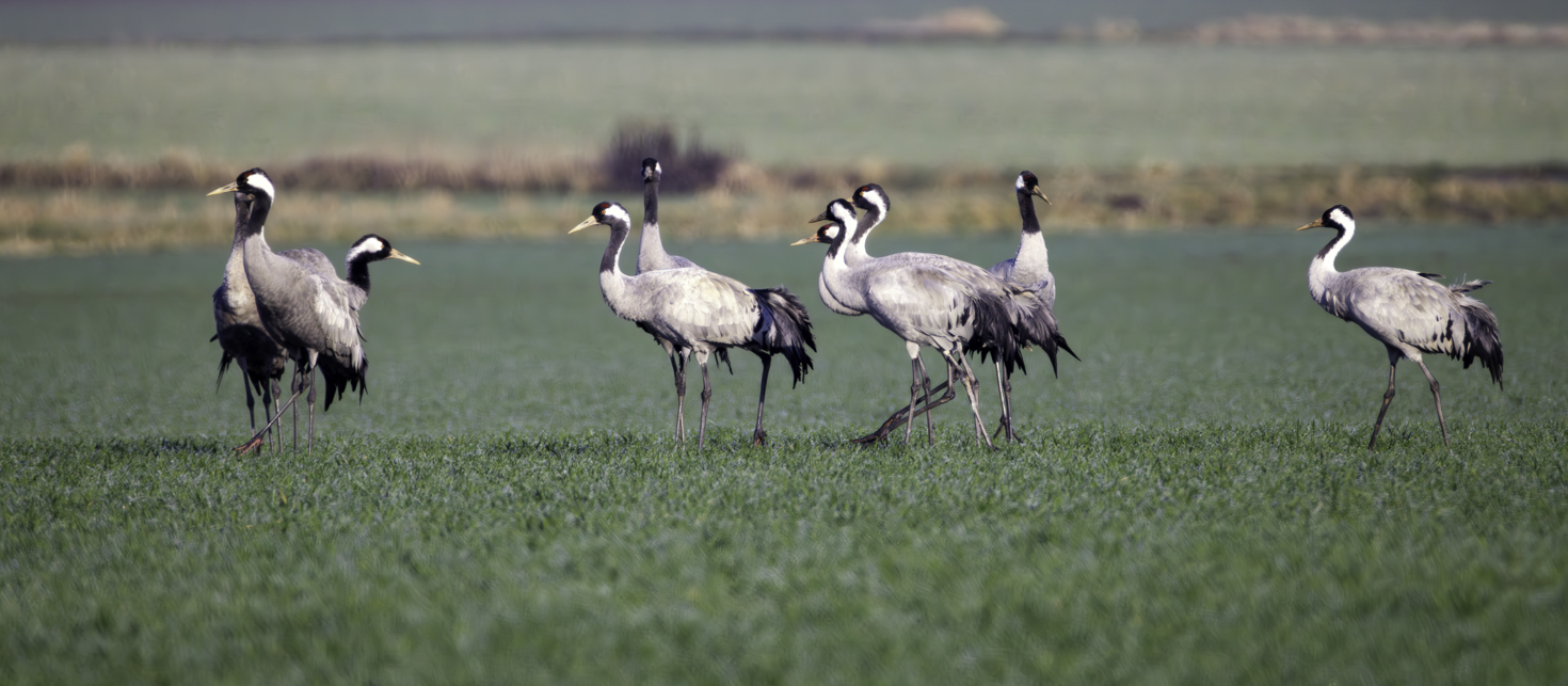 2026-02-FCa-044-Kraniche Kraniche bei einer kurzen Rast auf einem Feld. Sie ziehen bei ihren Reisen ins Sommer-/Winterquartier normalerweise einfach nur über unser Gebiet hinweg.