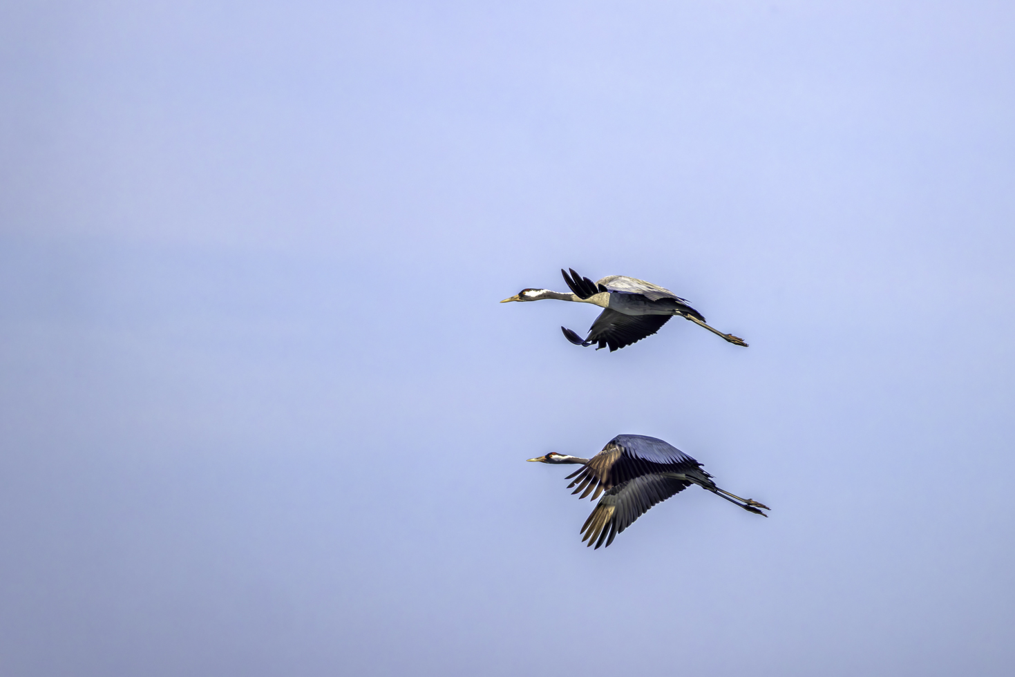 2026-02-FCa-045-Kraniche Kraniche