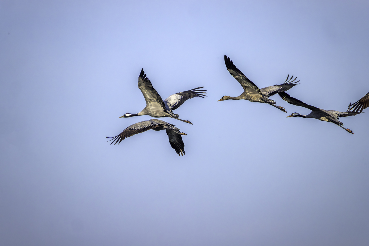 2026-02-FCa-046-Kraniche Kraniche