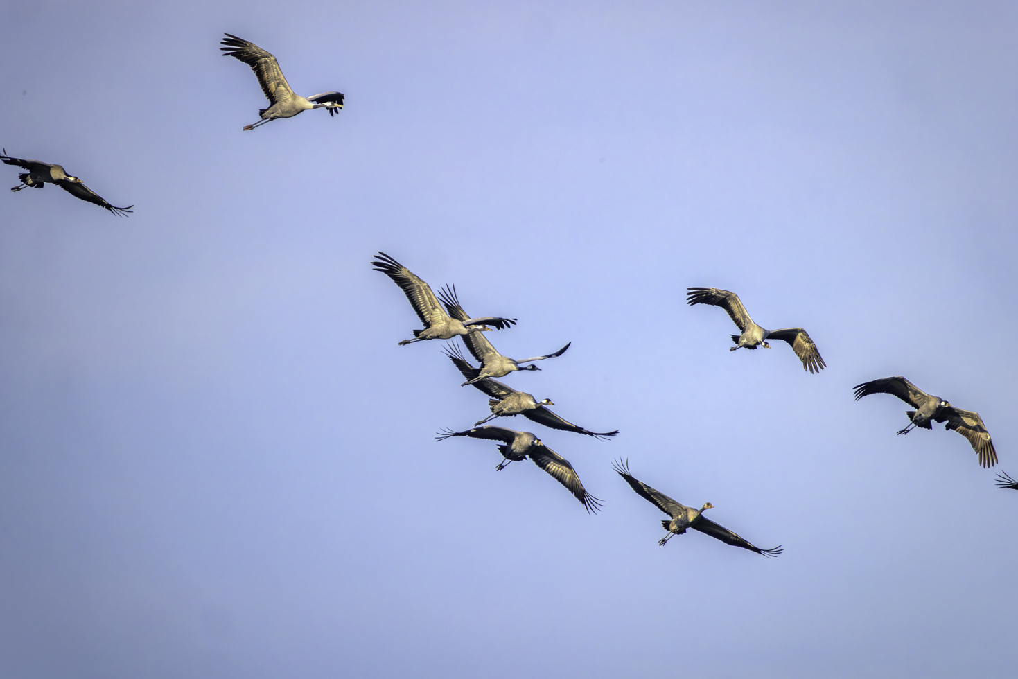 2026-02-FCa-047-Kraniche Kraniche