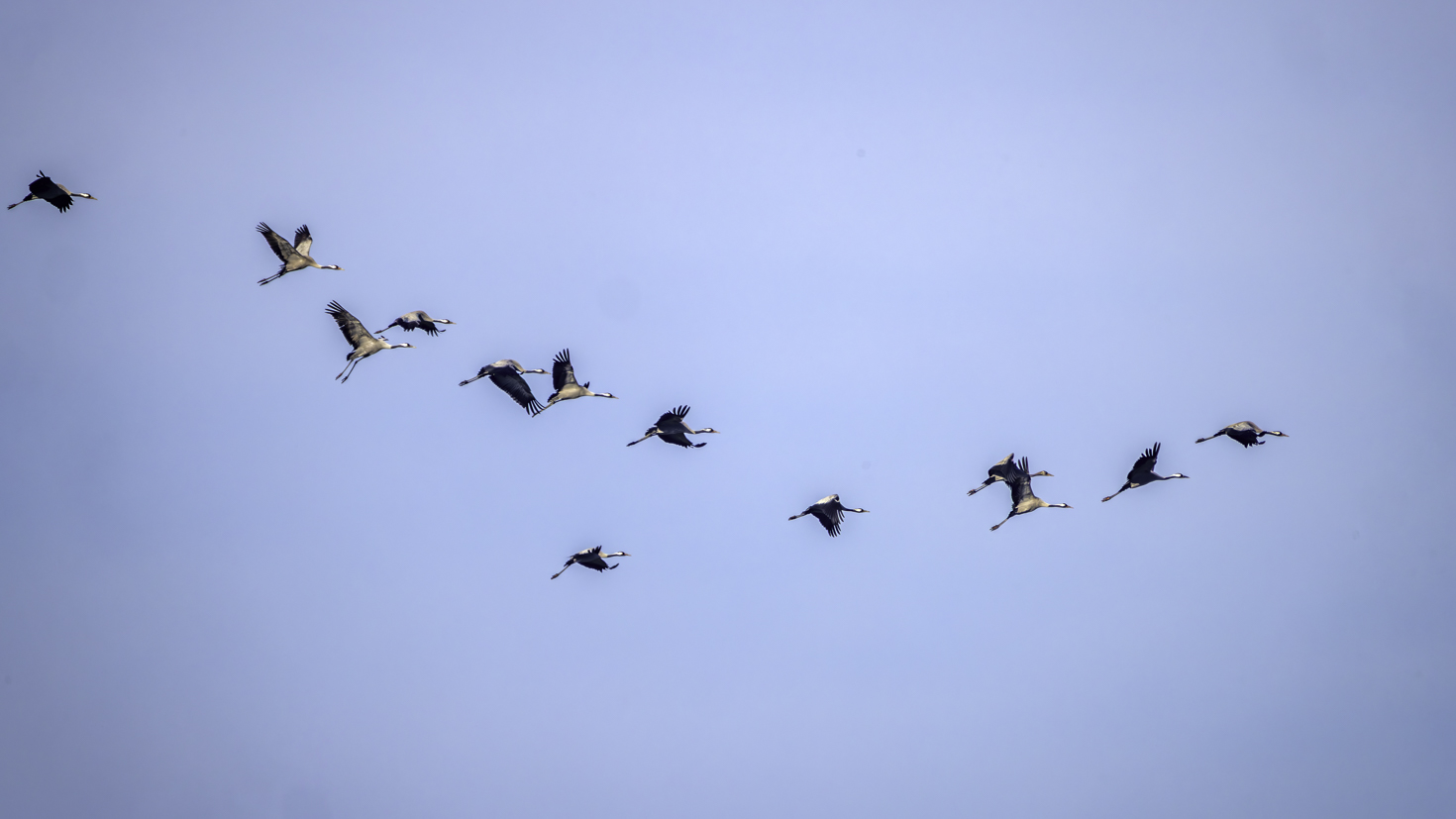 2026-02-FCa-049-Kraniche Kraniche