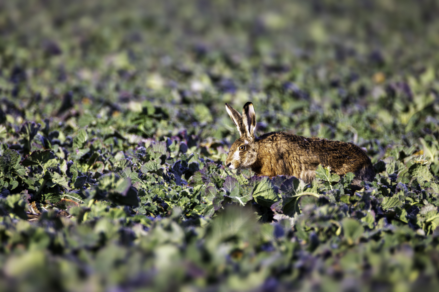 2026-02-FCa-051-Feldhase Feldhase