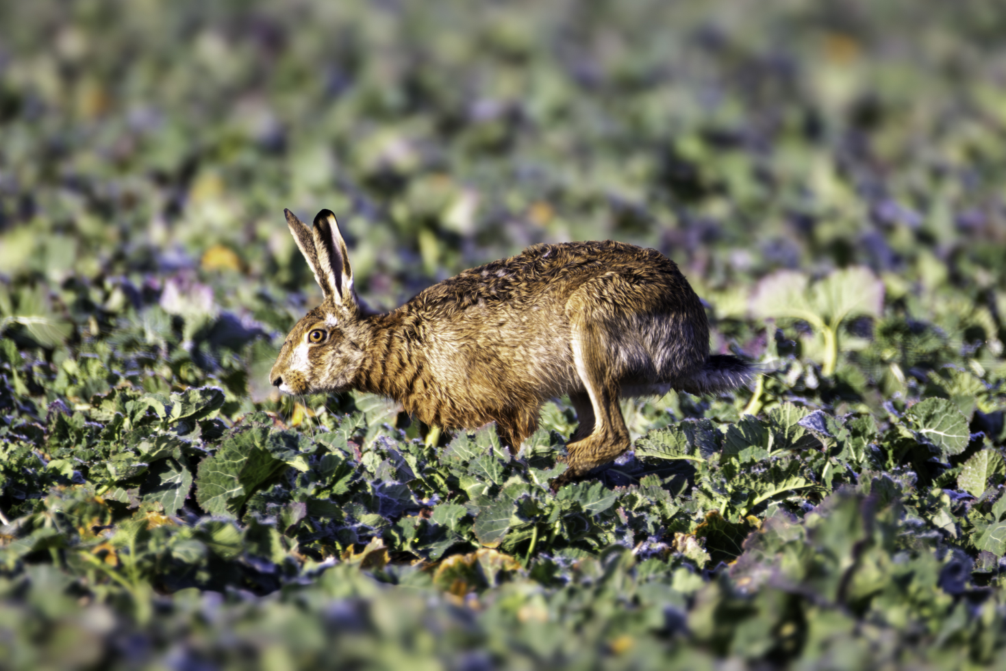 2026-02-FCa-052-Feldhase Feldhase