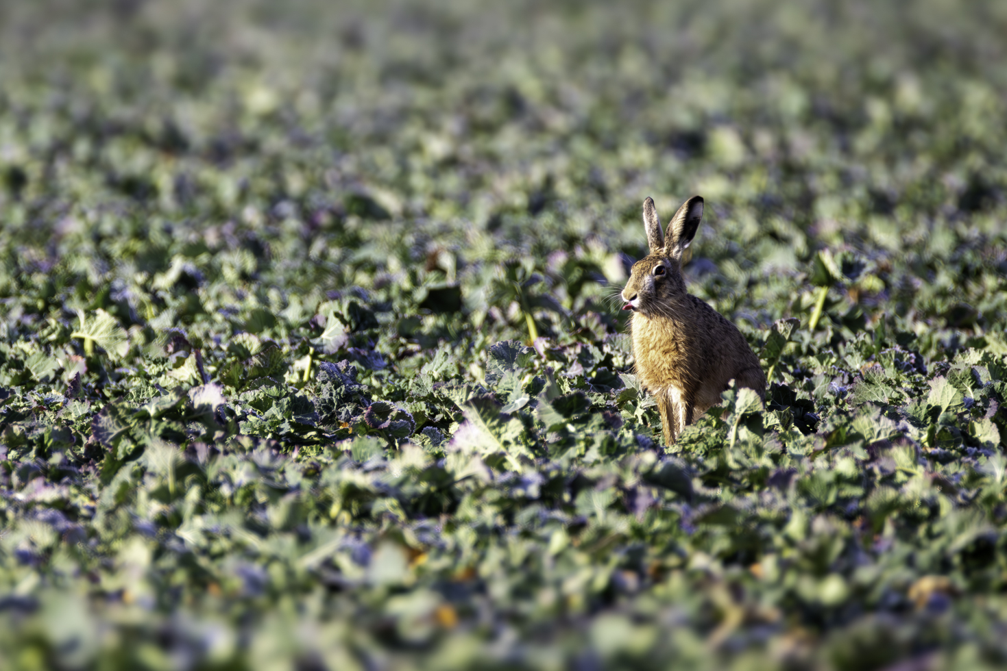 2026-02-FCa-054-Feldhase Feldhase