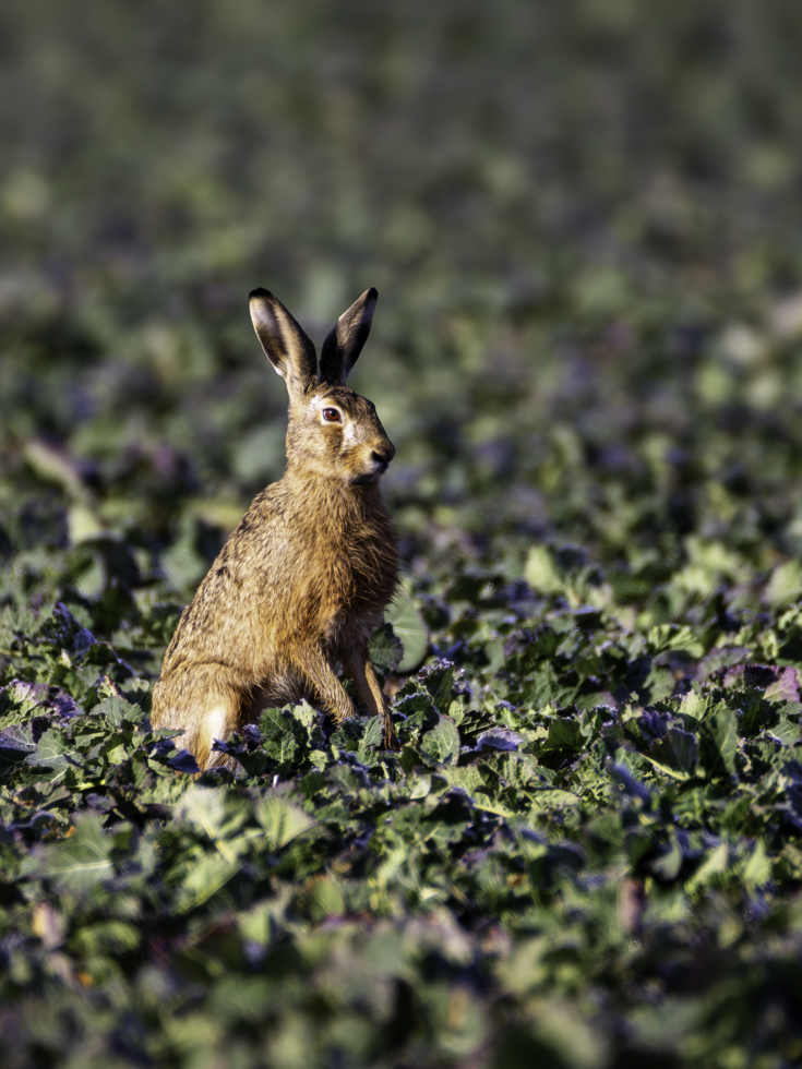 2026-02-FCa-056-Feldhase Feldhase