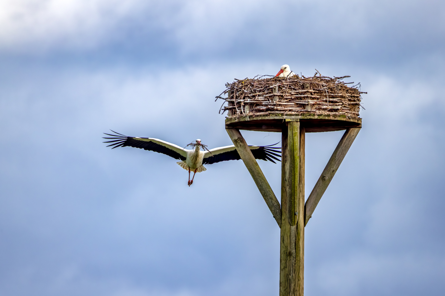 2026-02-FCa-089-Weissstoerche Der Nestbau der Weißstörche schreitet voran